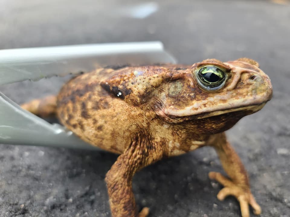 Bufo Cane Toad Removal